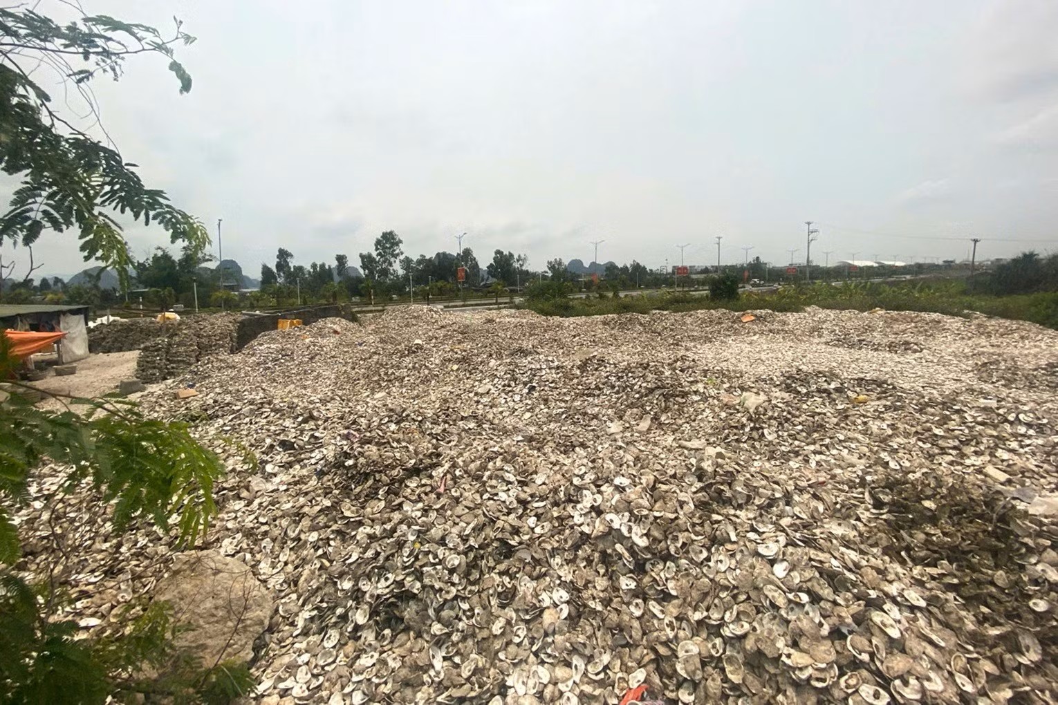 Đổ hơn 300 tấn vỏ hàu ra môi trường, chủ cơ sở bị khởi tố- Ảnh 1.
