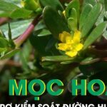 Loại rau mọc đầy bờ ruộng được ví như ‘kho báu’ giúp hỗ trợ kiểm soát đường huyết