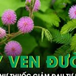 Loại cây ven đường được ví như thuốc giảm đau tự nhiên cho người đau nhức xương khớp