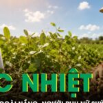 Nhổ lạc giữa trời nắng, người phụ nữ suýt mất mạng vì sốc nhiệt