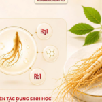 Homsam, nhân sâm đăng ký dạng thuốc