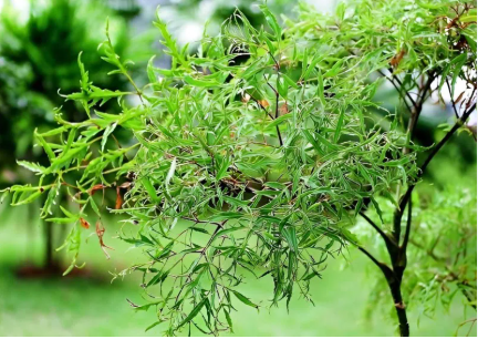 2-17812555707821941810241 Uống nước lá đinh lăng, lạc tiên có tác dụng gì? - Ảnh 1.