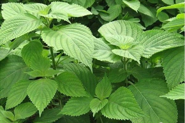 5 thảo mộc, gia vị giàu chất chống oxy hóa nên bổ sung hằng ngày- Ảnh 2.