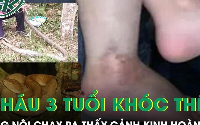 Nghe cháu trai 3 tuổi khóc thét, ông nội chạy ra phát hiện cảnh kinh hoàng bên vườn rau