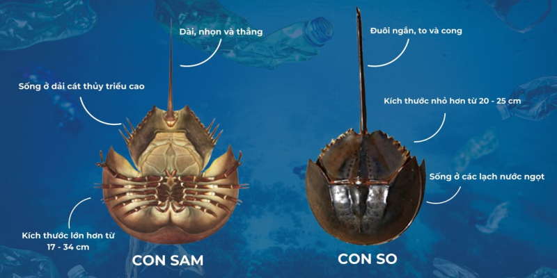 Ăn so biển, người đàn ông suýt mất mạng- Ảnh 2.