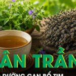 Nhân trần – Vị thuốc dưỡng gan bổ tim nhưng ít người biết