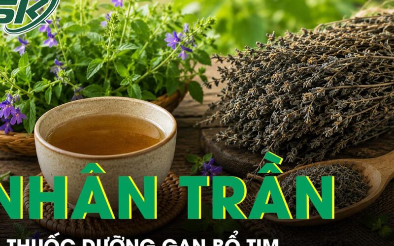 Nhân trần – Vị thuốc dưỡng gan bổ tim nhưng ít người biết