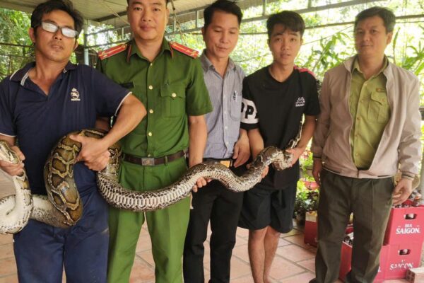Phát hiện trăn đất nặng 14kg bất ngờ bò vào nhà dân ở Tây Ninh