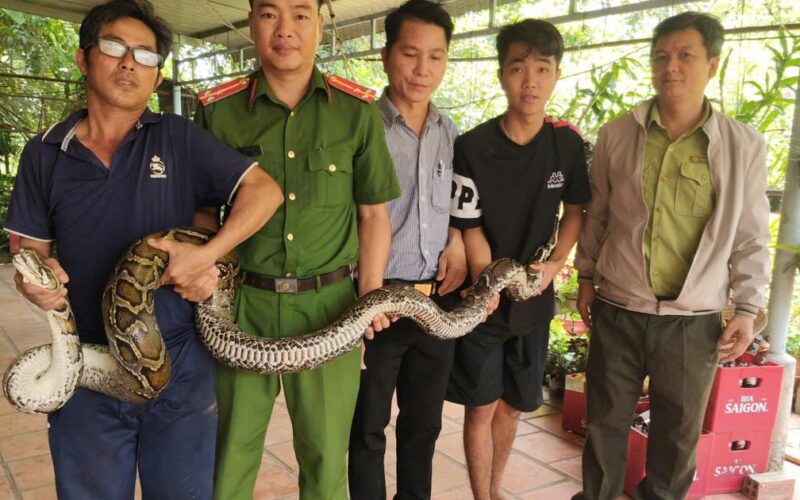 Phát hiện trăn đất nặng 14kg bất ngờ bò vào nhà dân ở Tây Ninh