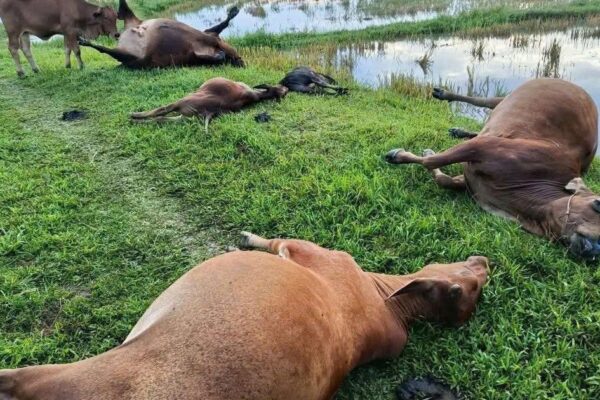 5 con bò bị sét đánh chết trên cánh đồng