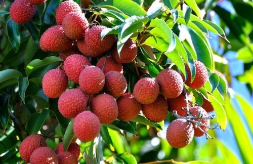 Ăn vải có nóng không? Cách ăn không lo nổi mụn- Ảnh 1.