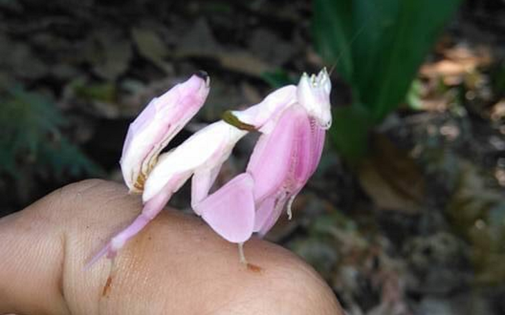 Chuyện chưa kể phía sau ca nuôi bộ động vật quý hiếm tê tê, cầy vằn non tại trung tâm cứu hộ- Ảnh 6.