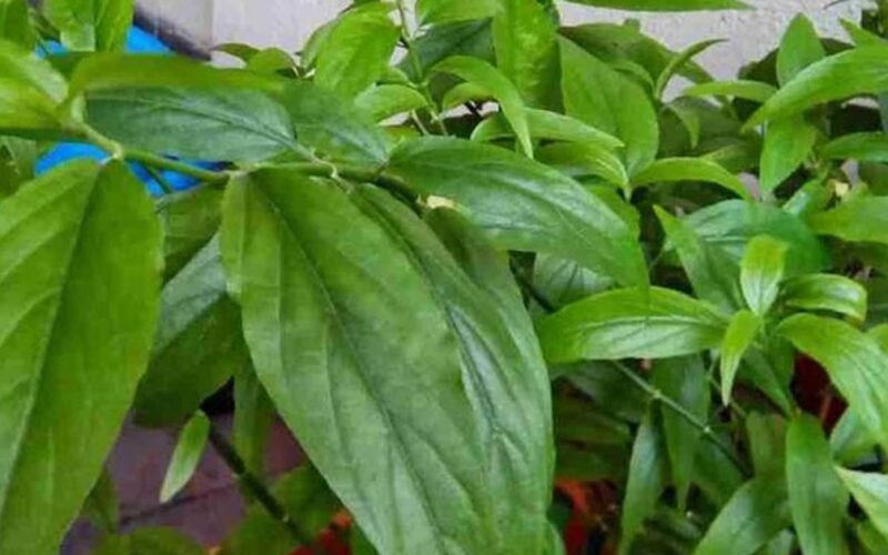 3 bài thuốc chữa bệnh từ cây xương khỉ