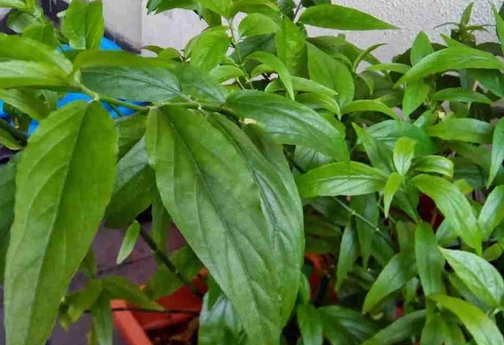 cay-xuong-khi-1-178082462506161140071 3 bài thuốc chữa bệnh từ cây xương khỉ- Ảnh 1.
