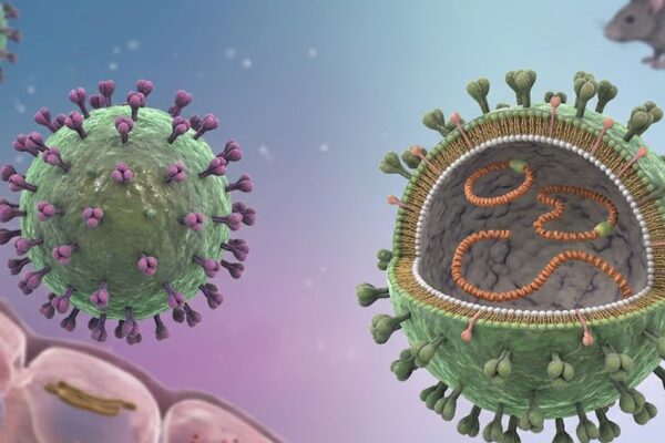 Bộ Y tế khuyến cáo phòng bệnh sau chùm ca nhiễm virus Hanta trên tàu du lịch quốc tế