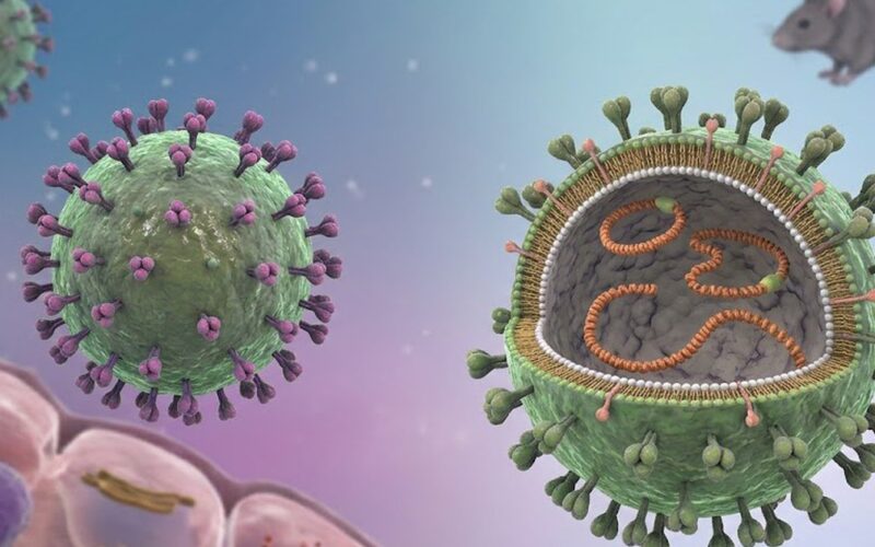 Bộ Y tế khuyến cáo phòng bệnh sau chùm ca nhiễm virus Hanta trên tàu du lịch quốc tế