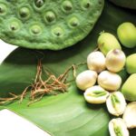 Ăn hạt sen hàng ngày có tốt không?