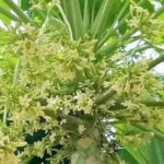 Hoa đu đủ đực có tác dụng gì?