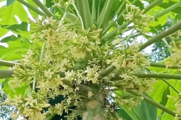 Hoa đu đủ đực có tác dụng gì?