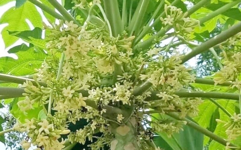 Hoa đu đủ đực có tác dụng gì?