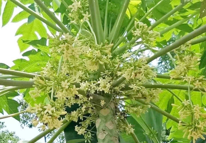Hoa đu đủ đực, công dụng chữa bệnh và cách dùng- Ảnh 1.