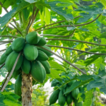 6 tác dụng đặc biệt của lá đu đủ