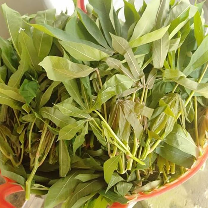 la-san-non-17807081622171243770322 Lá sắn - nguyên liệu ẩm thực dân dã, giàu dinh dưỡng
và lưu ý quan trọng khi chế biến- Ảnh 1.