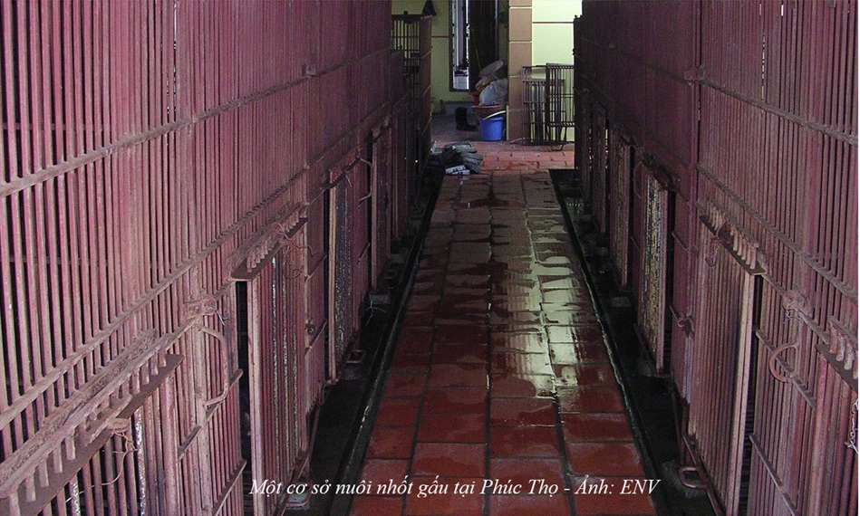 Kêu gọi đưa toàn bộ gấu nuôi nhốt ở Phúc Thọ, Hà Nội vào trung tâm cứu hộ- Ảnh 1.