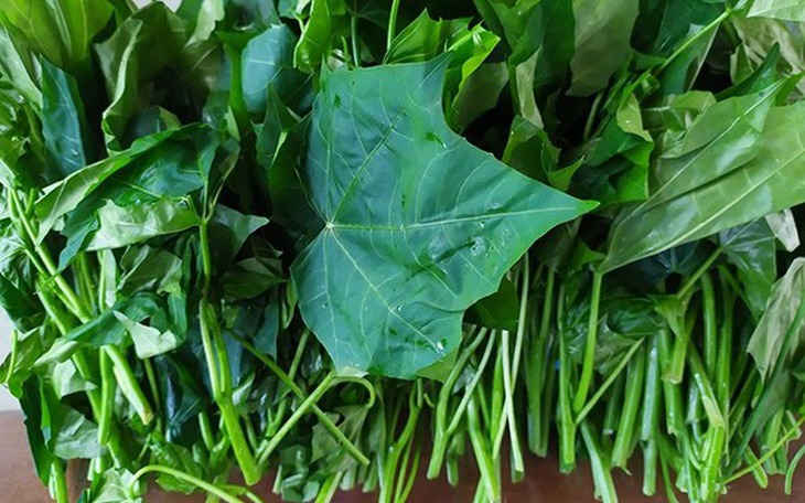 Cây rau mì chính có tác dụng gì?