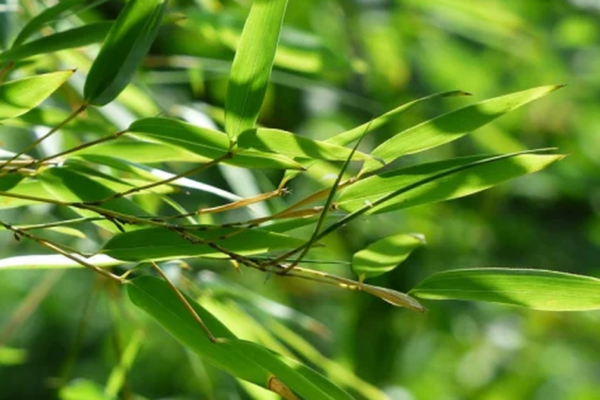 Người tăng huyết áp uống nước lá tre có tốt không?