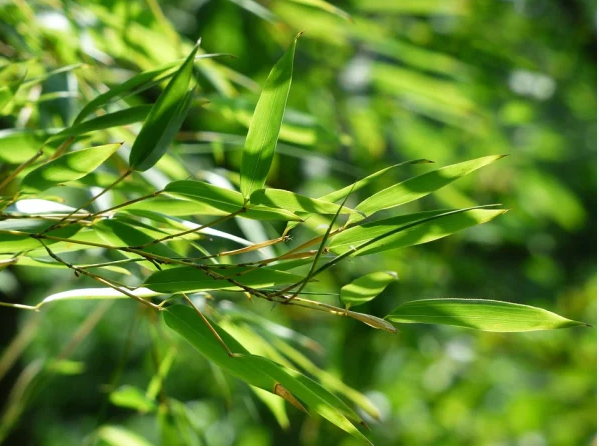 photo-1780545143975-1780545145158201610035 Người tăng huyết áp uống nước lá tre có tốt không?- Ảnh 1.