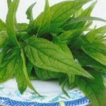Dùng cây xương khỉ thế nào để không mất chất?