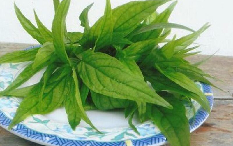 Dùng cây xương khỉ thế nào để không mất chất?