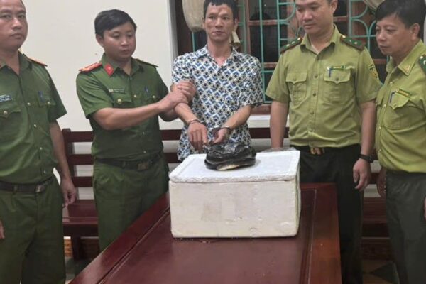 Mua rắn hổ chúa để sử dụng, người đàn ông bị khởi tố