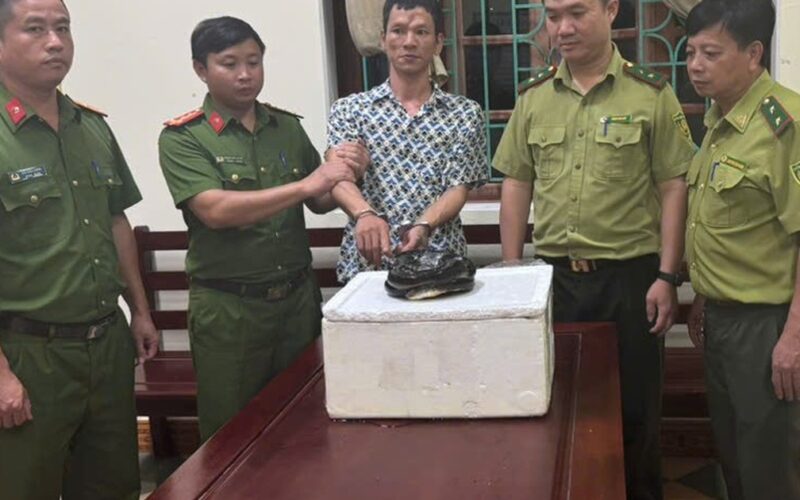 Mua rắn hổ chúa để sử dụng, người đàn ông bị khởi tố