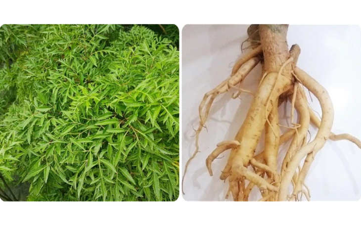 Uống nước lá đinh lăng, lạc tiên có tác dụng gì? - Ảnh 3.