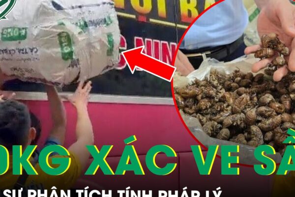 Tranh cãi vụ 80 kg xác ve sầu khô bị giữ ở Lạng Sơn: Luật sư phân tích tính pháp lý
