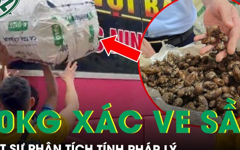 Tranh cãi vụ 80 kg xác ve sầu khô bị giữ ở Lạng Sơn: Luật sư phân tích tính pháp lý