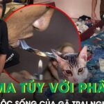 Cận cảnh căn phòng trọ của thanh niên nghiện ma túy: Rác thải chất đống, trộn ma tuý với phân mèo để hít