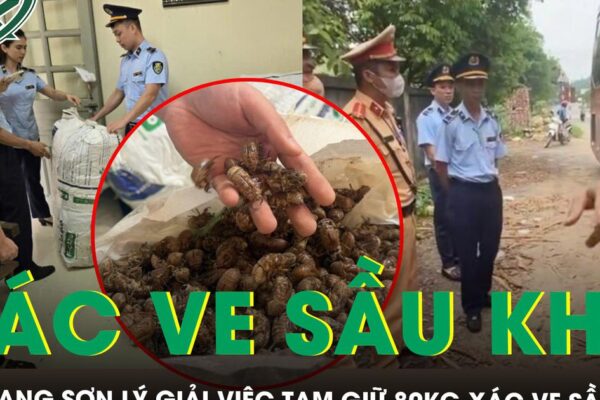 Quản lý thị trường Lạng Sơn lý giải việc tạm giữ 80kg xác ve sầu khô, yêu cầu giấy tờ nguồn gốc, xuất xứ
