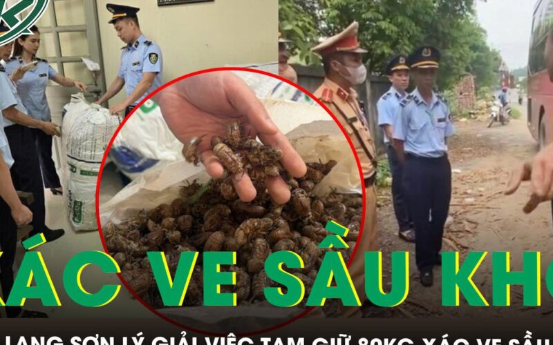 Quản lý thị trường Lạng Sơn lý giải việc tạm giữ 80kg xác ve sầu khô, yêu cầu giấy tờ nguồn gốc, xuất xứ