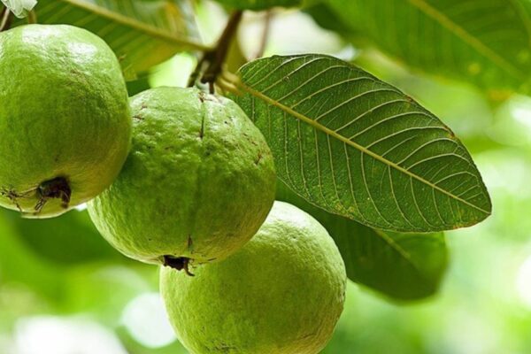 Ăn 1 quả ổi vào buổi sáng có tác dụng gì? 5 lý do bạn nên thử ngay