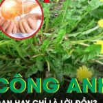 Rễ bồ công anh: ‘Thần dược’ giải độc gan hay chỉ là lời đồn?