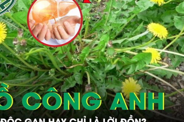 Rễ bồ công anh: ‘Thần dược’ giải độc gan hay chỉ là lời đồn?