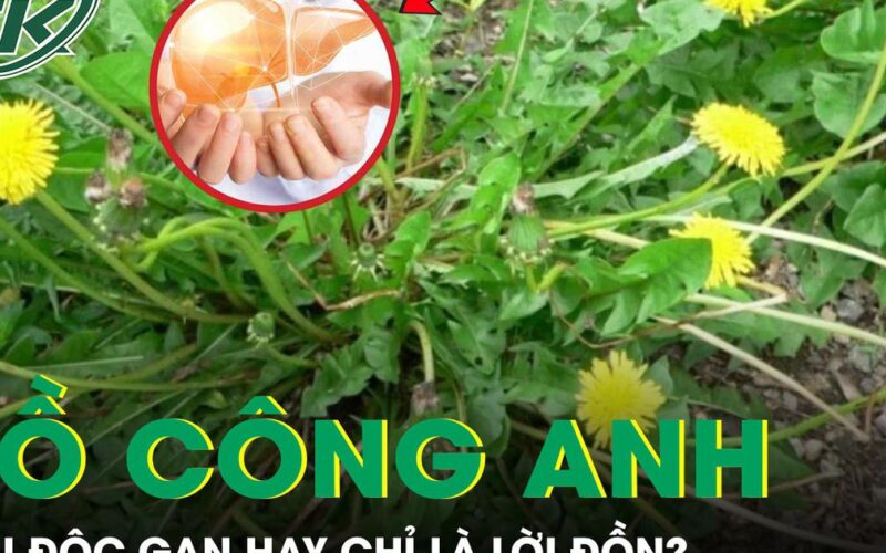 Rễ bồ công anh: ‘Thần dược’ giải độc gan hay chỉ là lời đồn?