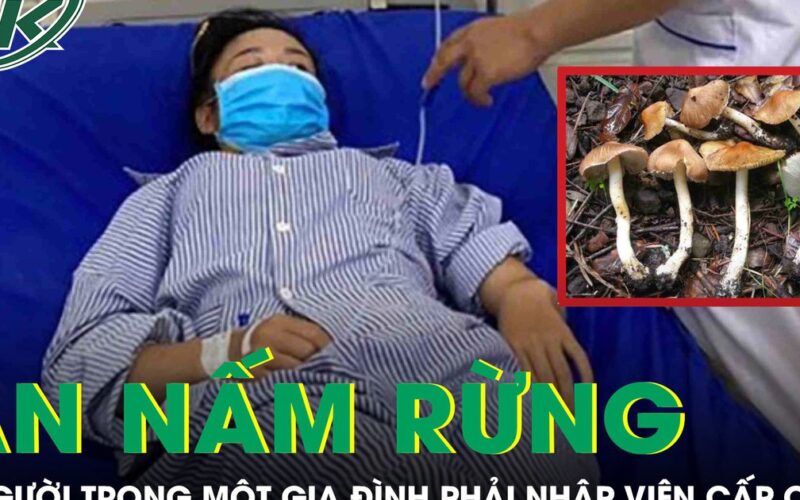 Ăn nấm rừng, 4 người trong một gia đình phải nhập viện cấp cứu