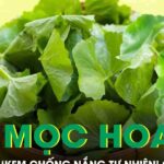 Loại rau mọc hoang đầy đường được ví như ‘kem chống nắng tự nhiên’ cho làn da