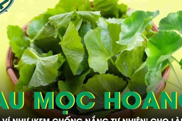 Loại rau mọc hoang đầy đường được ví như ‘kem chống nắng tự nhiên’ cho làn da