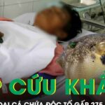 Người đàn ông 33 tuổi phải cấp cứu sau khi ăn loại cá chứa độc tố đáng sợ gấp 275 lần xyanua