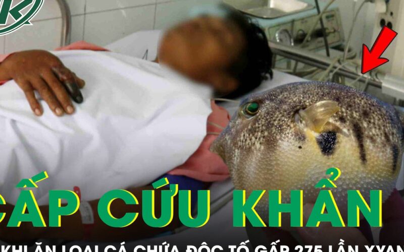 Người đàn ông 33 tuổi phải cấp cứu sau khi ăn loại cá chứa độc tố đáng sợ gấp 275 lần xyanua